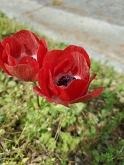Anemone coronaria