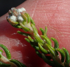 Phylica lanata