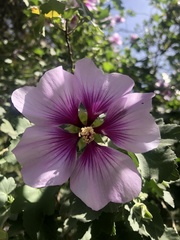 Malva subovata bicolor