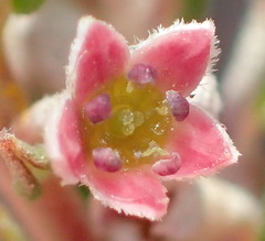 Phylica lanata
