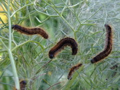 Malacosoma franconicum