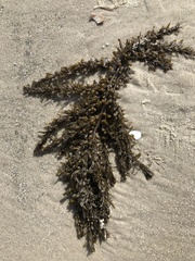 Sargassum muticum