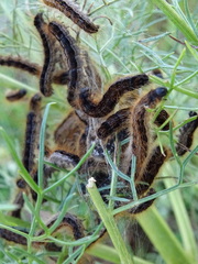 Malacosoma franconicum