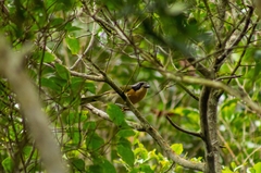 Telophorus olivaceus