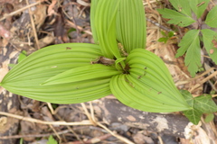 Veratrum nigrum