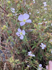 Pterolepis glomerata