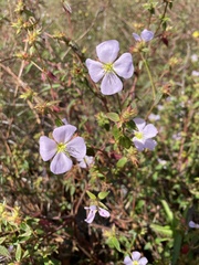 Pterolepis glomerata