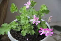 Pelargonium fragrans