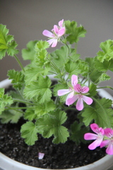 Pelargonium fragrans