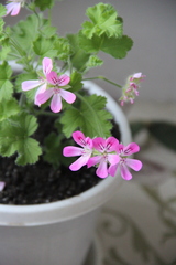 Pelargonium fragrans