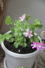 Pelargonium fragrans