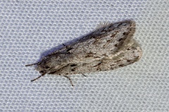 Semioscopis megamicrella