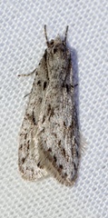 Semioscopis megamicrella
