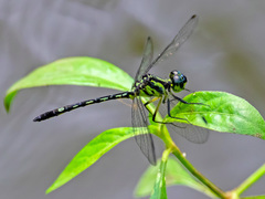 Micromacromia camerunica