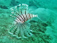 Pterois russelii