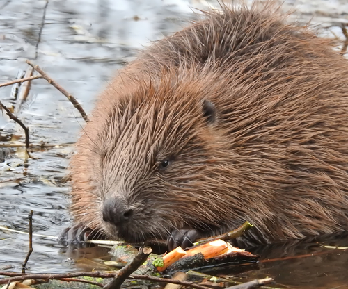 Castor europeo (Castor fiber)
