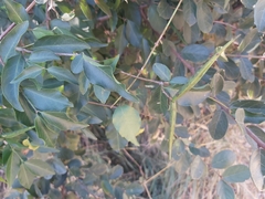 Secamone parvifolia