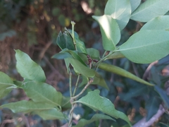 Secamone parvifolia