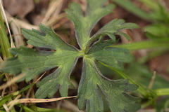 Ranunculus serpens polyanthemophyllus