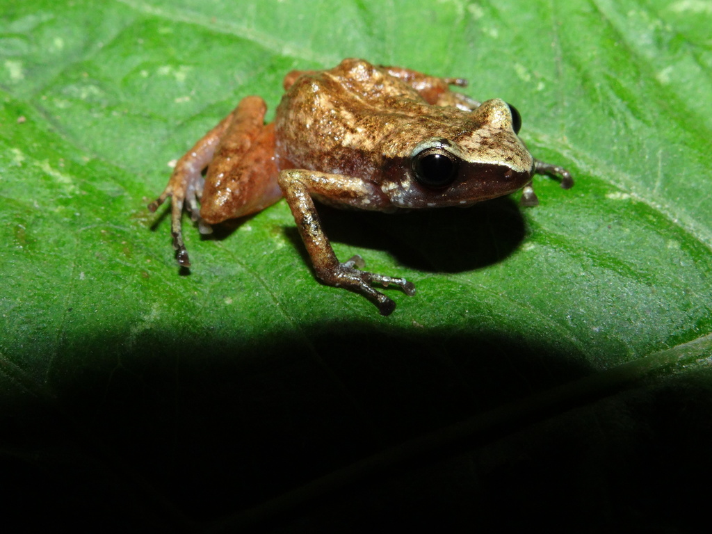 Nieto's Trilling Frog