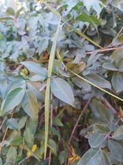 Secamone parvifolia