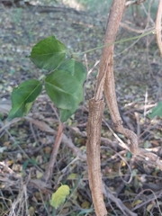 Secamone parvifolia