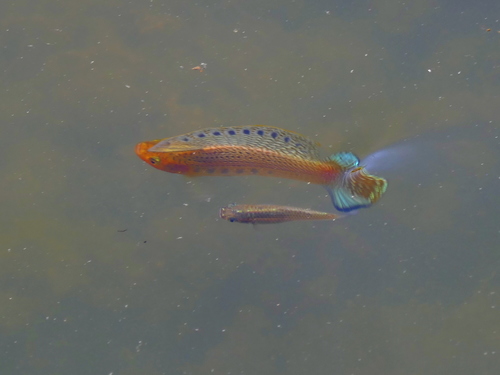 Sailfin molly (Poecilia latipinna) — Poeciliidae