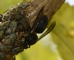 Pseudopolybia compressa