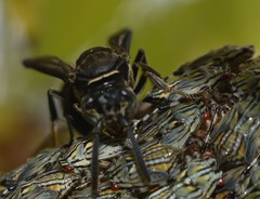 Pseudopolybia compressa