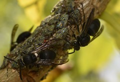 Pseudopolybia compressa