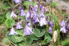 Soldanella montana