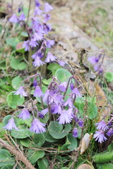 Soldanella montana