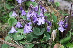 Soldanella montana