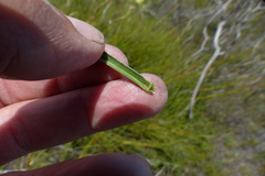 Moraea bituminosa