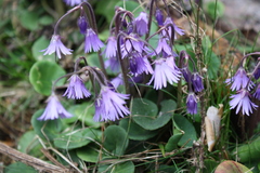 Soldanella montana