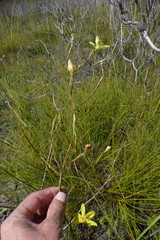 Moraea bituminosa