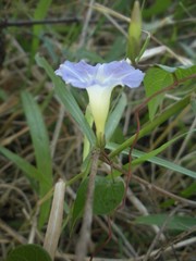 Ipomoea aristolochiifolia