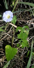 Ipomoea aristolochiifolia