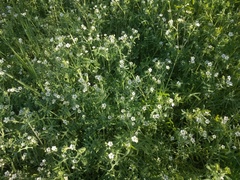 Pholistoma membranaceum