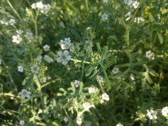 Pholistoma membranaceum