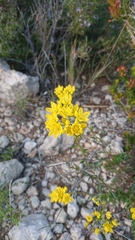 Haplophyllum linifolium