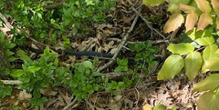 Lampropeltis nigra