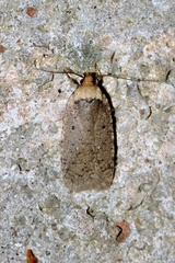 Agonopterix nigrinotella