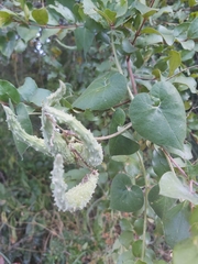 Pergularia daemia daemia