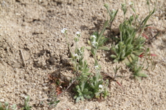 Plagiobothrys tenellus