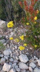 Haplophyllum linifolium