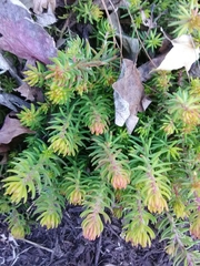 Magnoliopsida