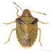 Vernal Shield Bug - Photo (c) Olli Pihlajamaa, some rights reserved (CC BY-NC), uploaded by Olli Pihlajamaa
