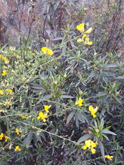 Adenocarpus telonensis