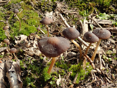 Strobilurus esculentus